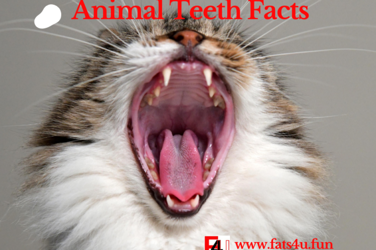 Animal Teeth Facts